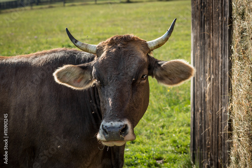 Cow grazing in a farm