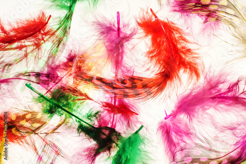 color feathers