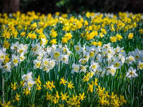 Fototapeta Naklejka Na Ścianę i Meble -  Yellow and white daffodils
