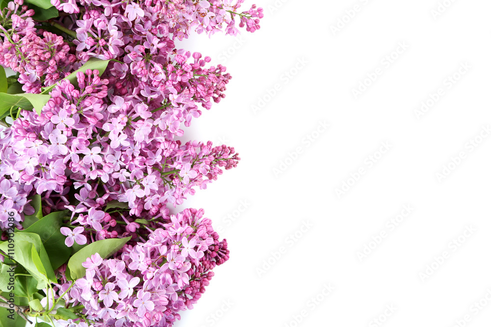 Blooming lilac flowers isolated on a white Blooming lilac flowers isolated on a white