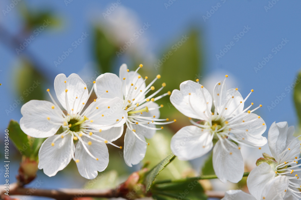 white blossoms