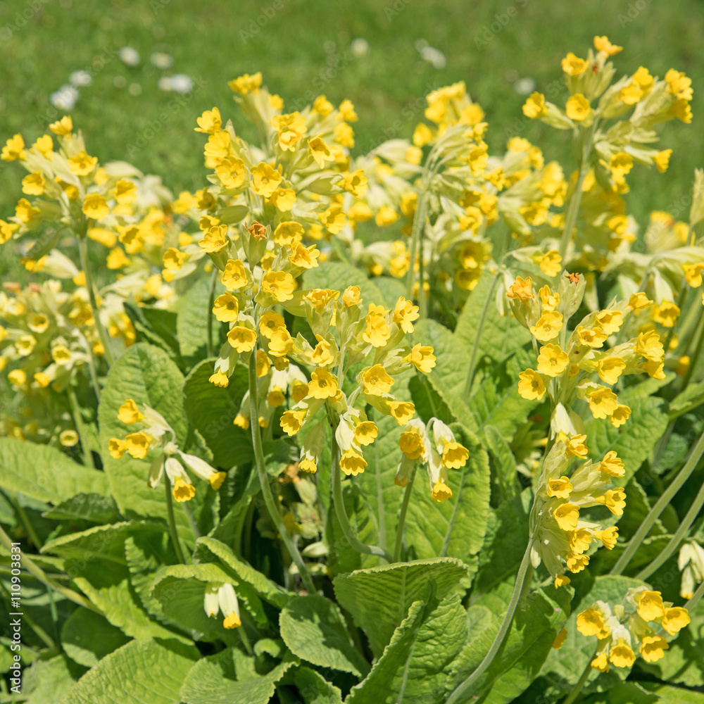 Obraz premium Schlüsselblumen, Himmelschlüssel, Primula veris