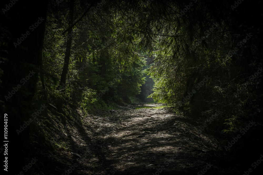 Path in a forest