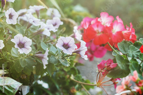 Fototapeta Naklejka Na Ścianę i Meble -  summer flowers