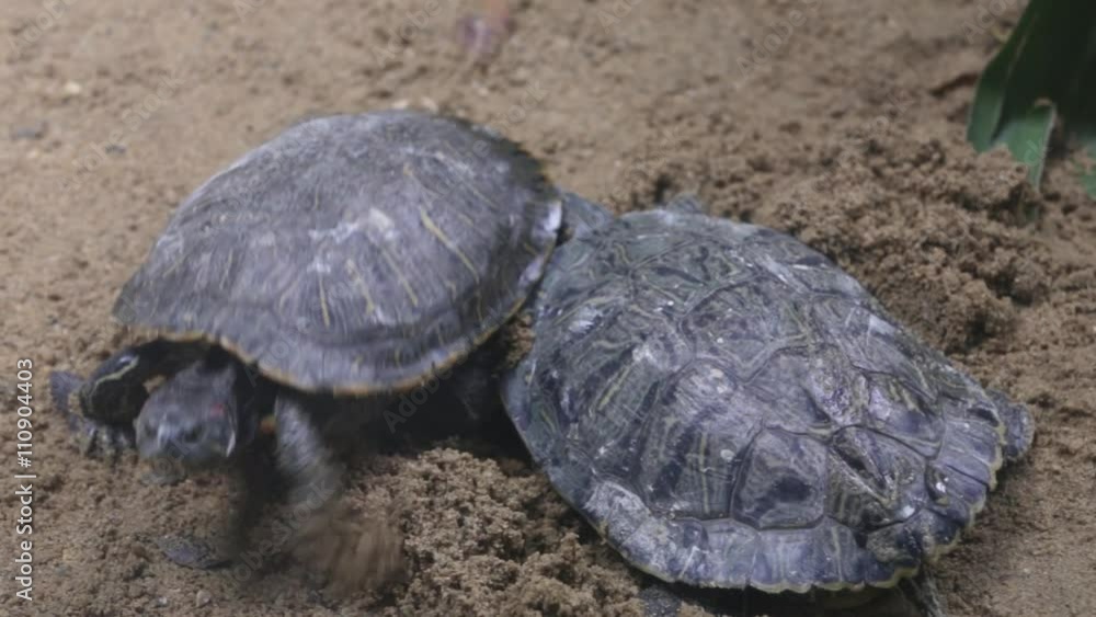Red-eared slider paves the way through the sand Red-eared slider paves the way through the sand