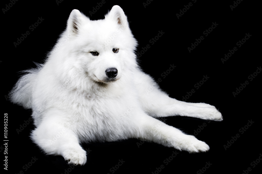 Obraz premium Samoyed dog on black