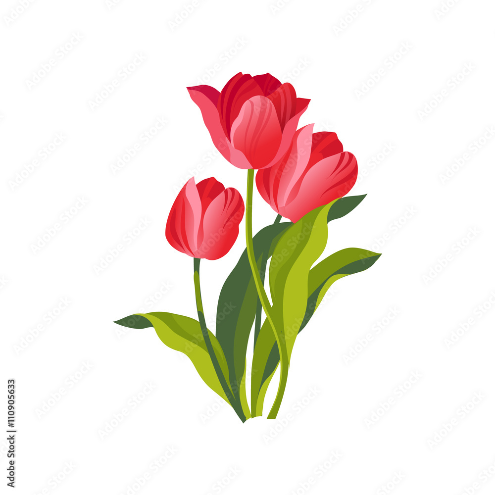 Tulip Hand Drawn Realistic Illustration Tulip Hand Drawn Realistic Illustration