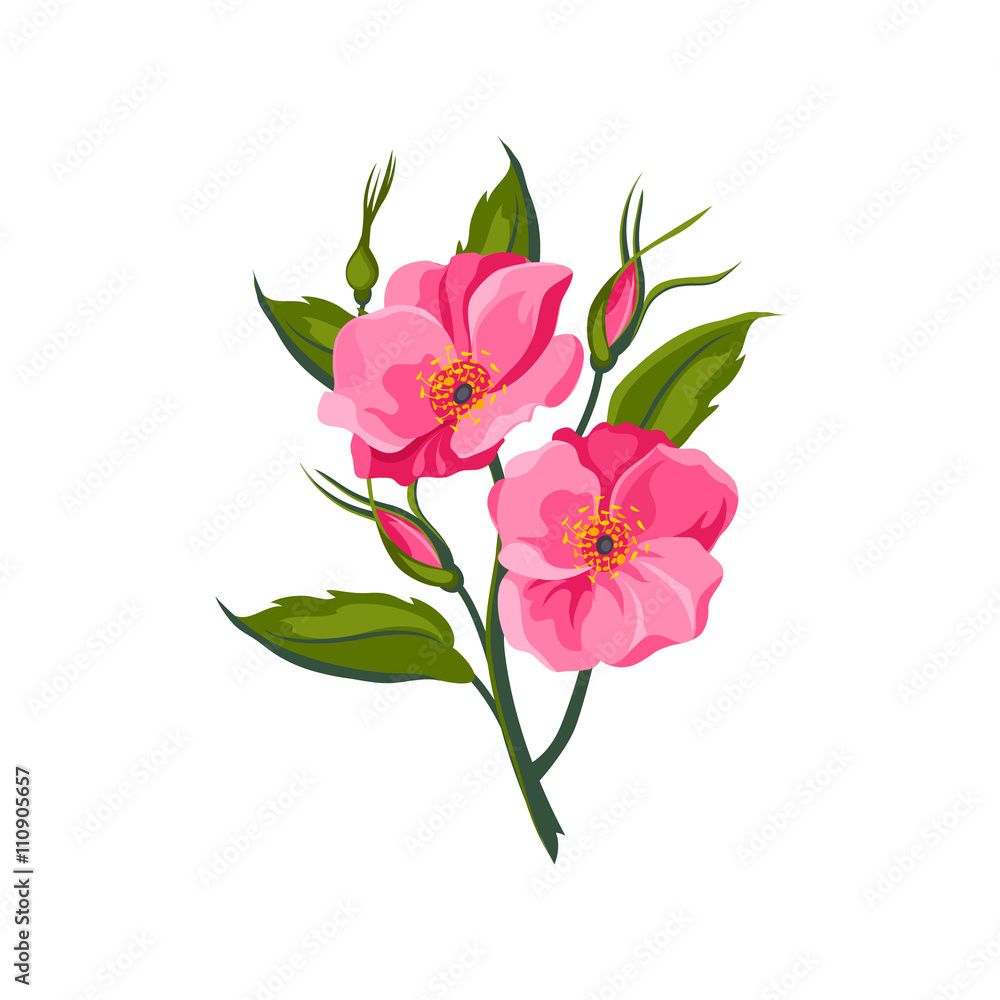 Obraz premium Dog Rose Hand Drawn Realistic Illustration