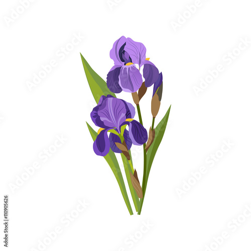 Iris Hand Drawn Realistic Illustration