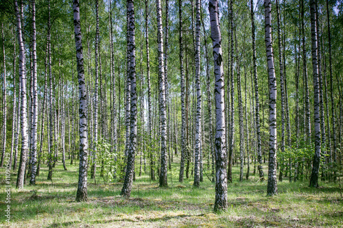 Birch forest. Nature background.