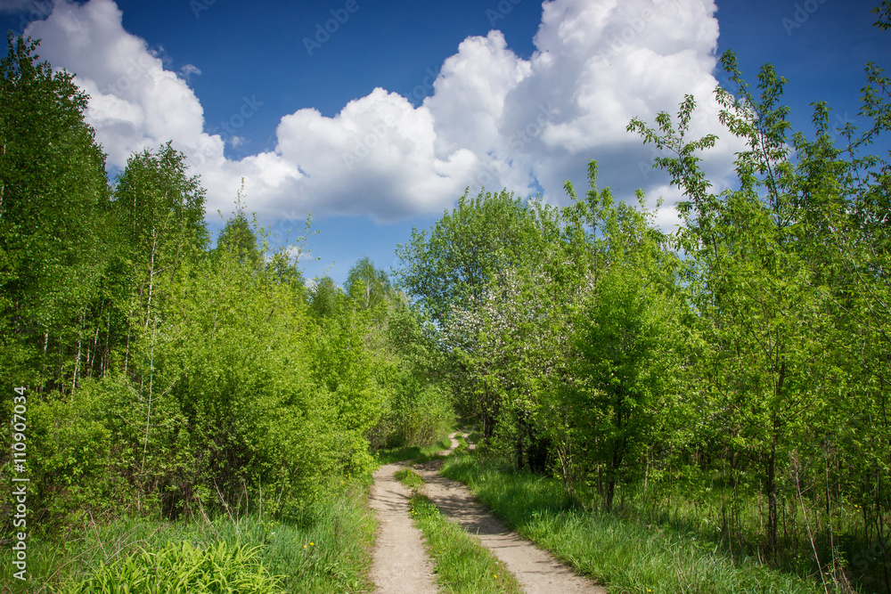Rural forest road during summer season. Rural forest road during summer season.