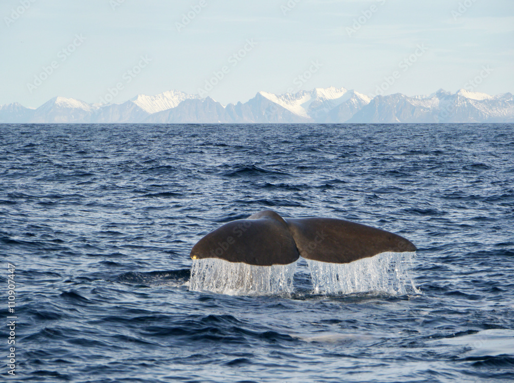 Naklejka premium Wieloryb z Andenes