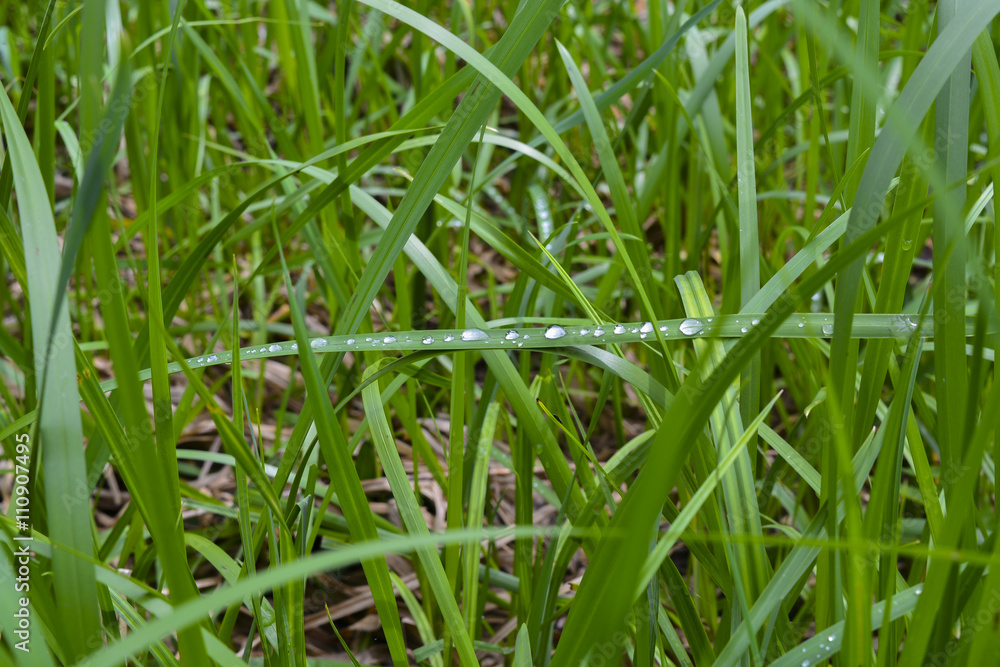 капли дождя на зеленой траве