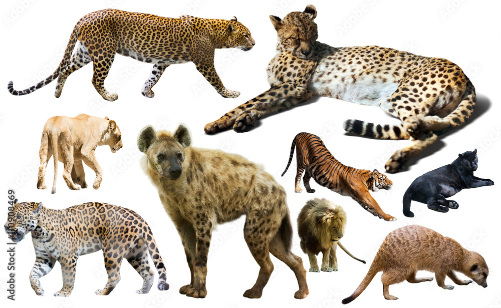 Naklejka premium Set of wild mammals isolated over white