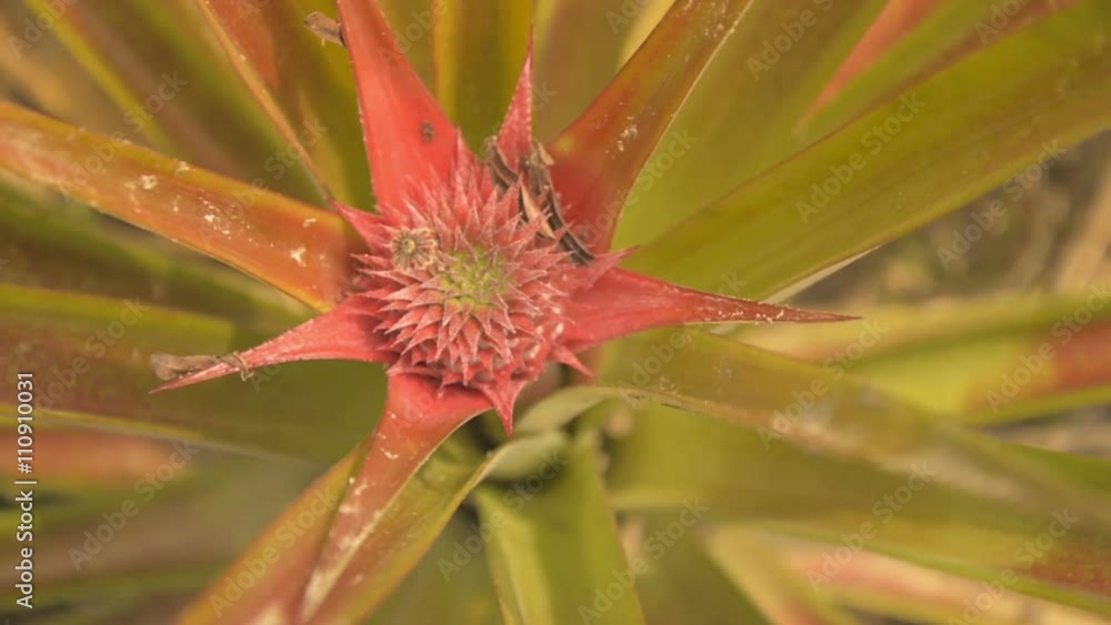 Germ, Blossom of pineapple, close up, Thailand, Koh Kood, 1080p, HD Germ, Blossom of pineapple, close up, Thailand, Koh Kood, 1080p, HD