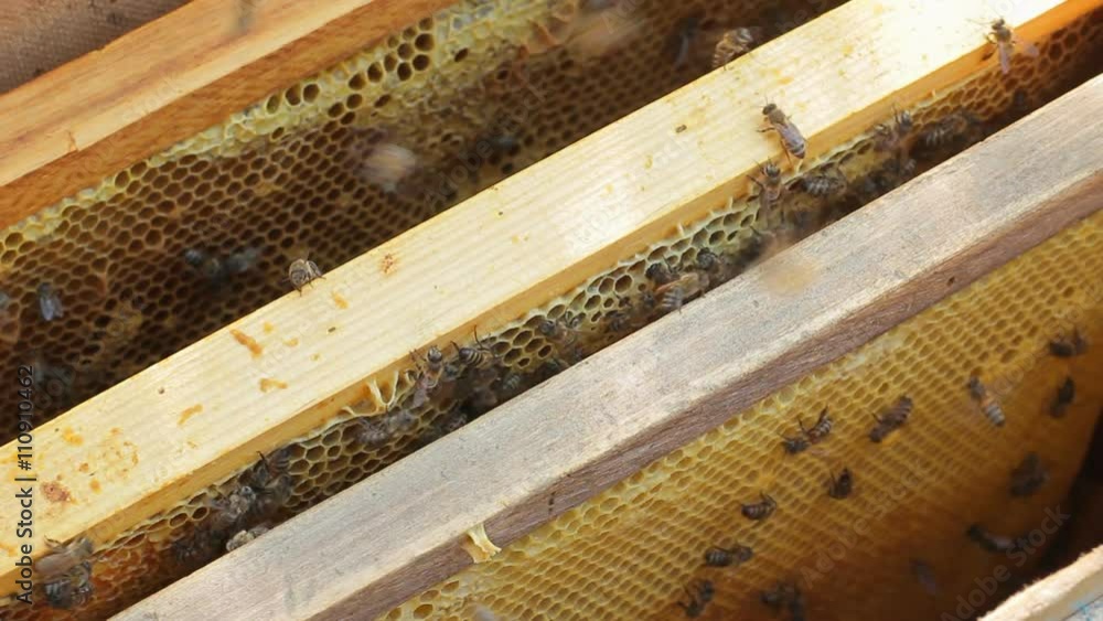 Close up of bees working on frames of honeycomb with honey inside the beehive Close up of bees working on frames of honeycomb with honey inside the beehive
