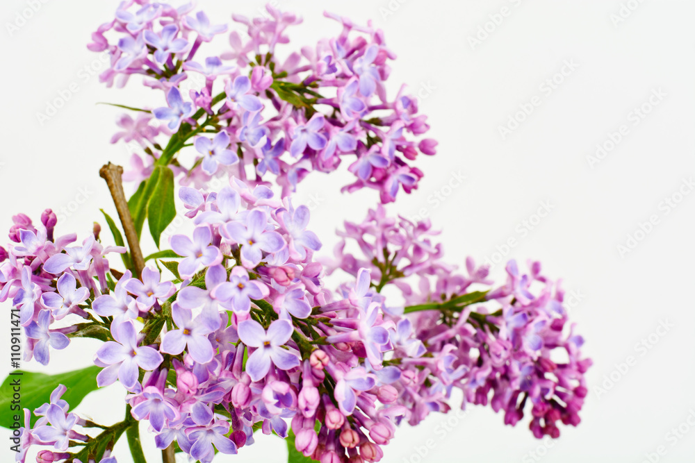 Spring Lilac Flowers on a White Background