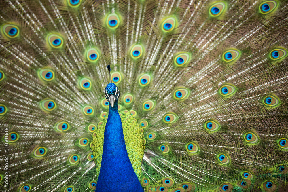 Obraz premium Blue Peafowl 