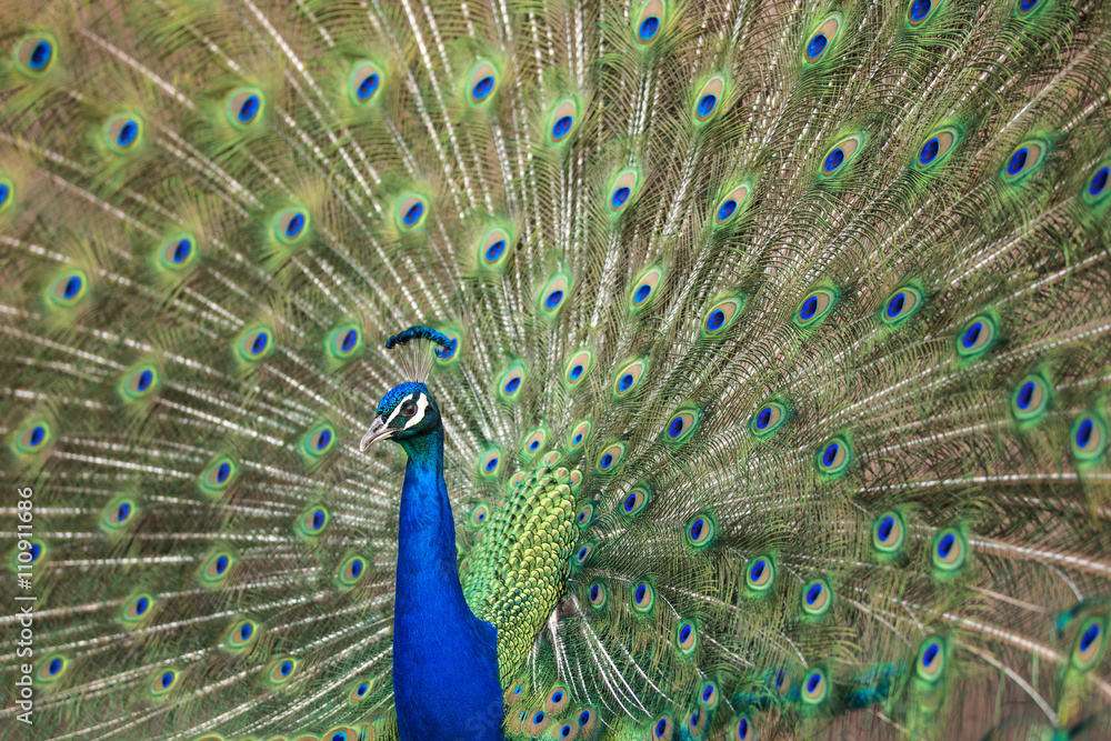 Naklejka premium Blue Peafowl