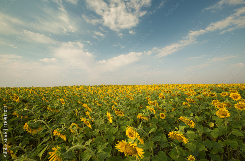 Field of sunflowers and blue sky,wide angle Field of sunflowers and blue sky,wide angle
