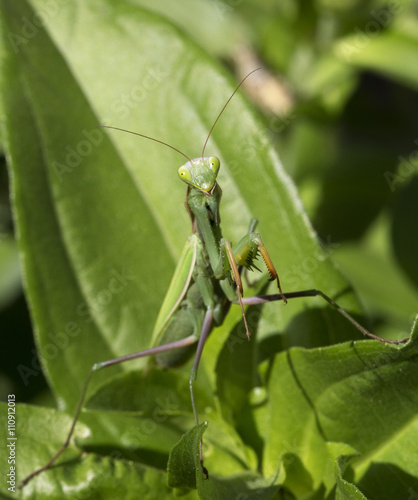 Preying Mantis in green nature © blewulis