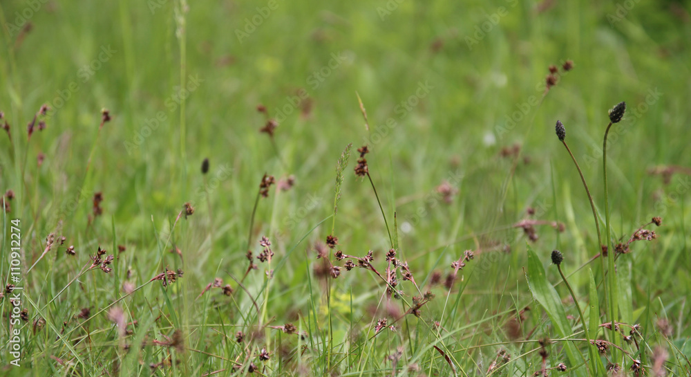 Field with colorful wildflowers in spring Field with colorful wildflowers in spring