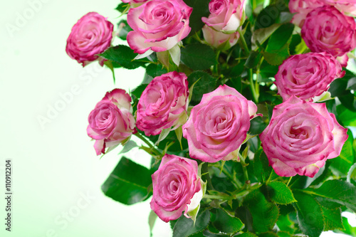 Beautiful roses background 