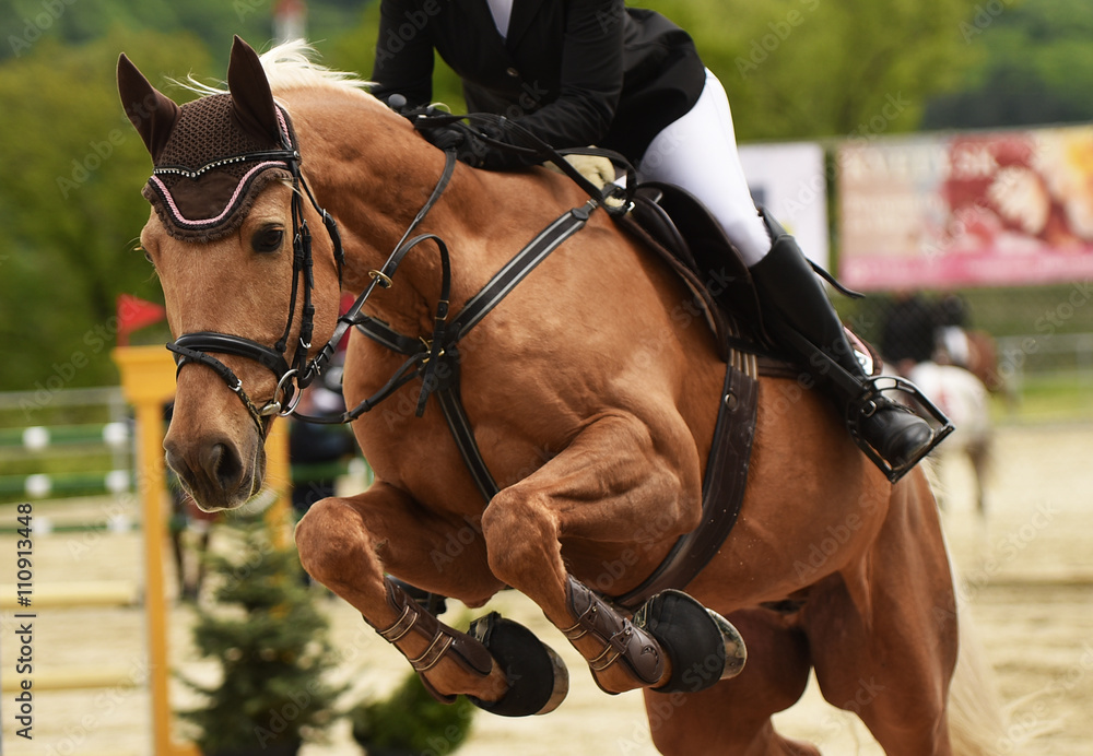 Obraz premium equitation