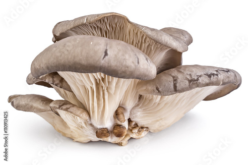 Branch of oyster mushroom, Pleurotus ostreatus, on white background photo