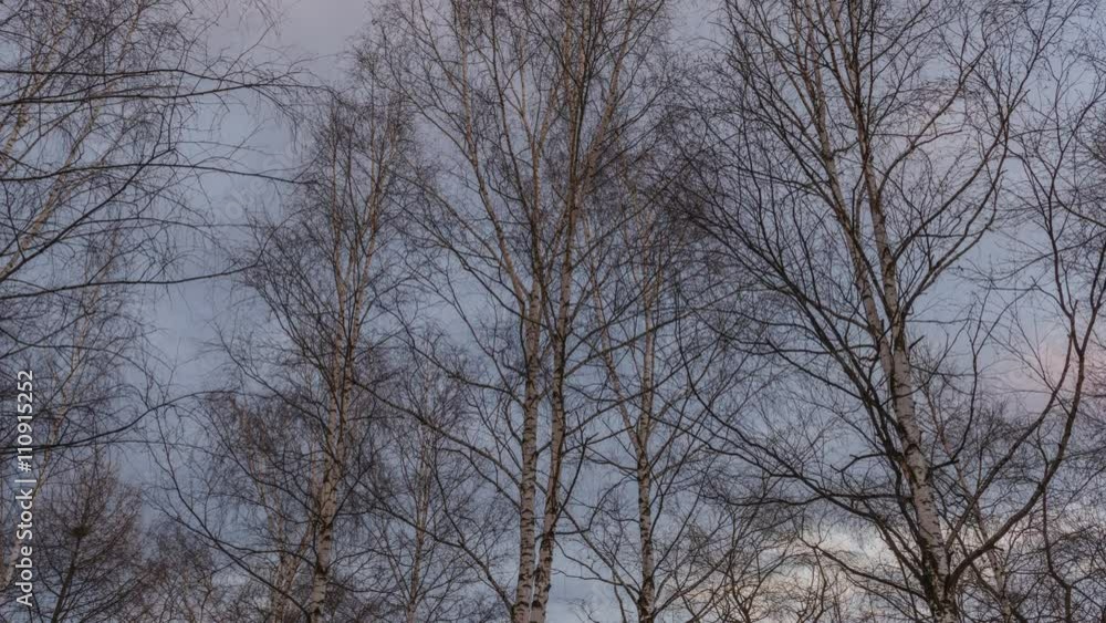 Birch trees and drifting clouds at sunset, getting dark Birch trees and drifting clouds at sunset, getting dark