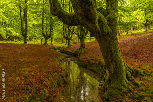 Beech tree forest, green spring leaves. Otzarreta, Basque Country, Spain