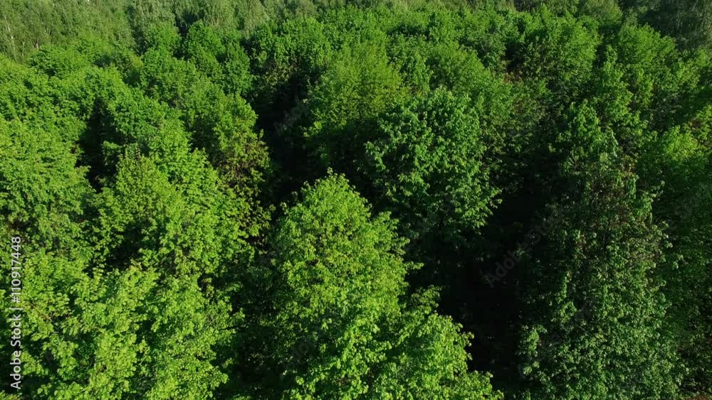 Flying over forest and trees at sunshine sunset Flying over forest and trees at sunshine sunset