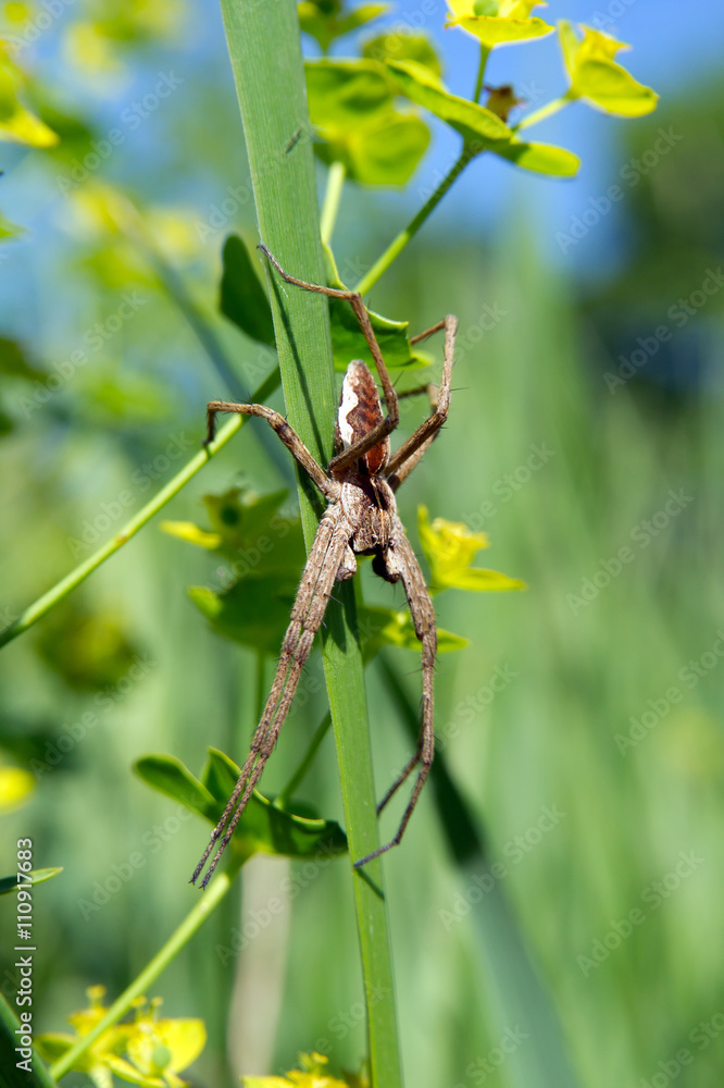 Cross spider (Pisaura mirabilis)