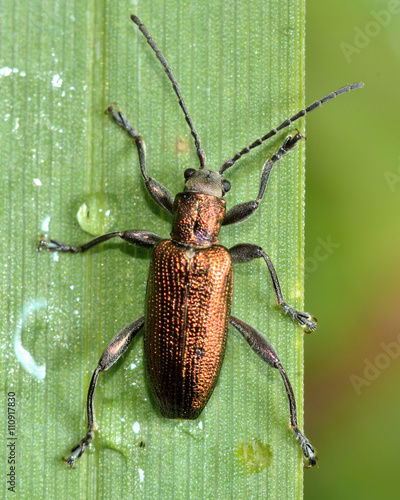 Donacia semicuprea reed beetle on vegetation. Beetles in the family Chrysomelidae, found on wetland vegetation with metallic coloration photo