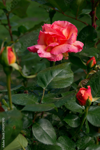 red rose in the rain