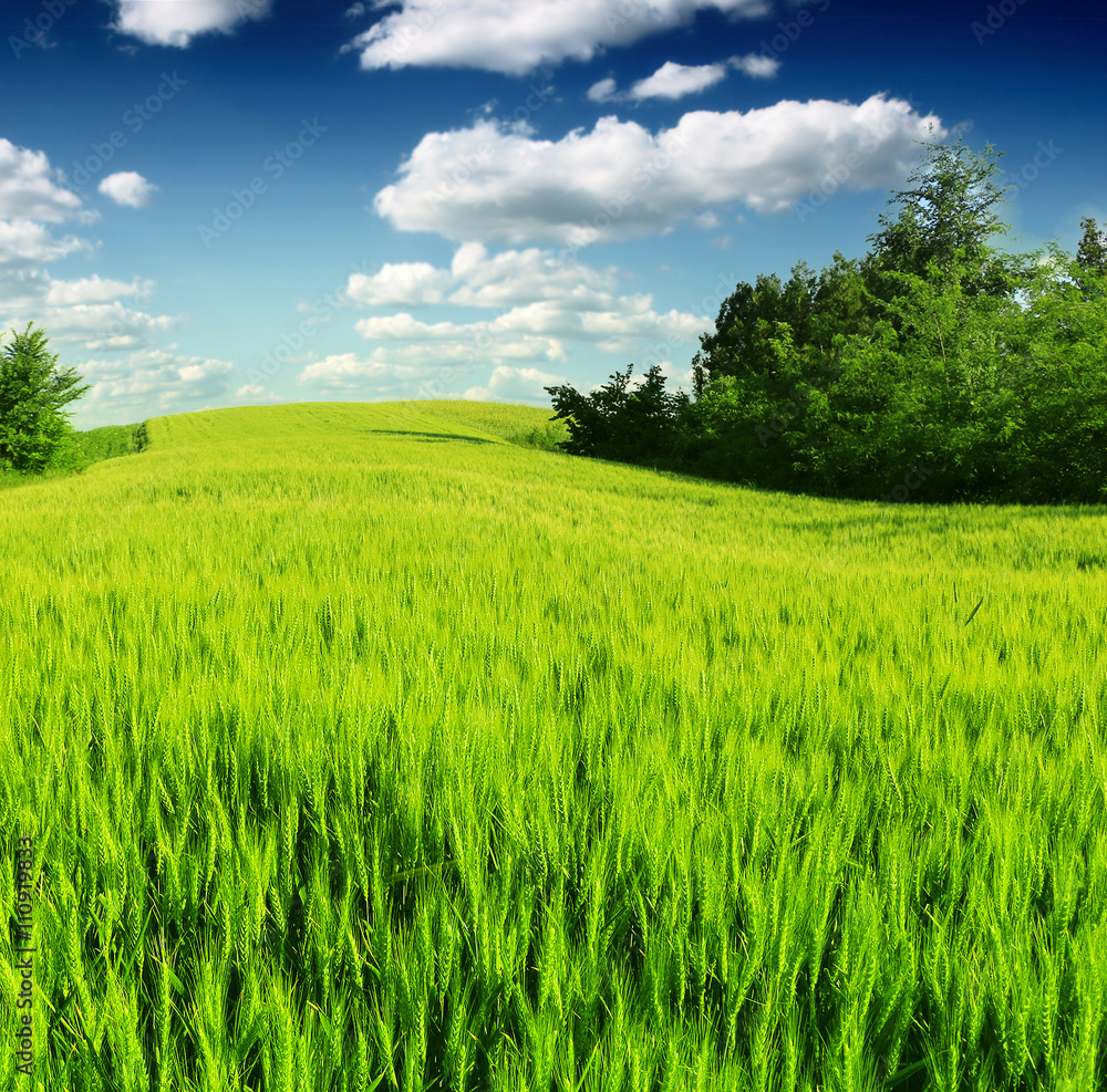 green wheat field against a blue sky