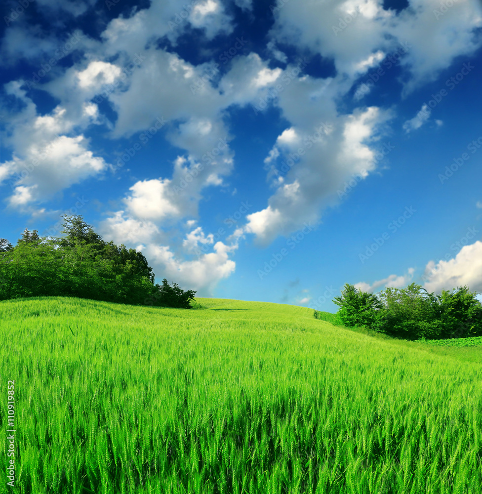Obraz premium green wheat field against a blue sky