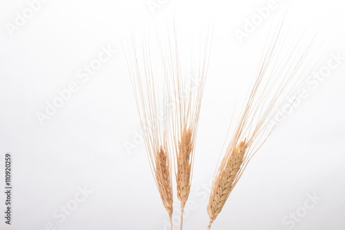 isolated wheat