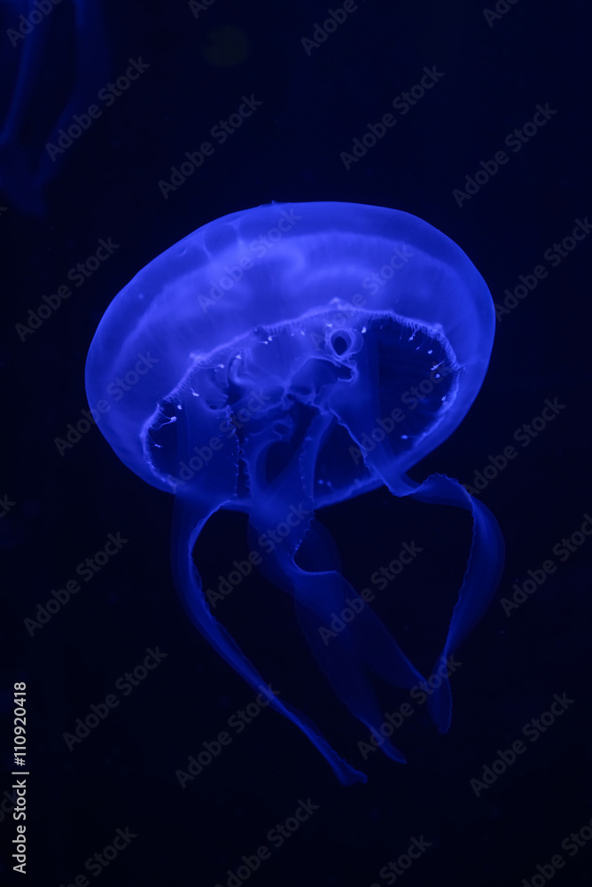 Fototapeta premium Dark blue jellyfish glowing in the dark