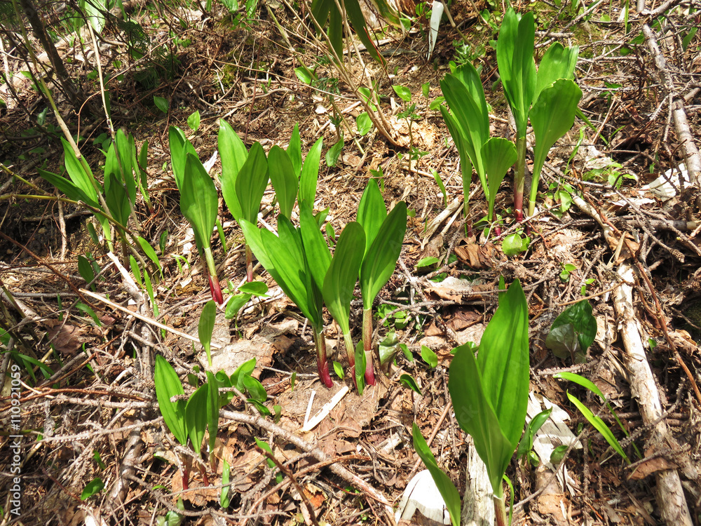 Fototapeta premium 春の恵み ギョウジャニンニク