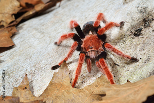 Valokuvatapetti Birdeater tarantula spider Brachypelma boehmei in natural forest environment
