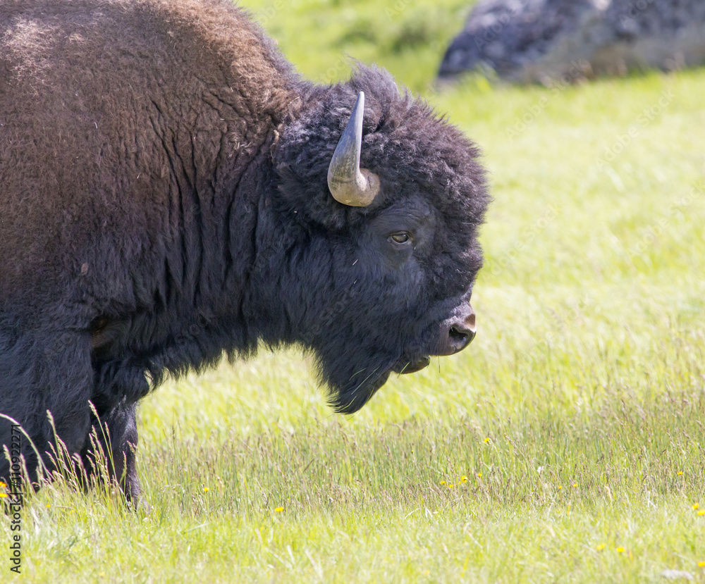 North American Bison-Yellowstone National Park North American Bison-Yellowstone National Park
