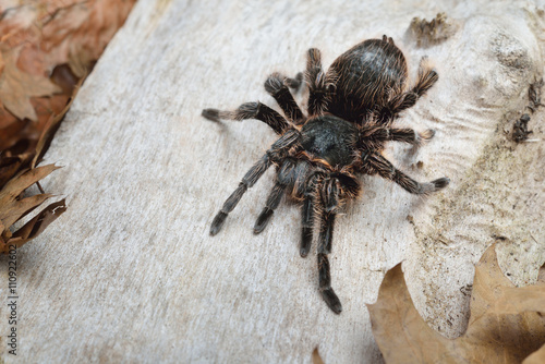 Birdeater curlyhair tarantula spider Brachypelma albopilosum in natural forest environment. Black hairy giant arachnid. photo