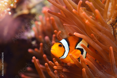 Amphiprion Ocellaris Clownfish In Marine Aquarium