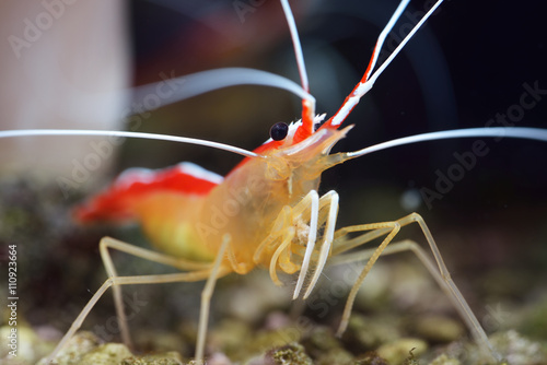 Lysmata amboinensis cleaner shrimp in marine aquarium