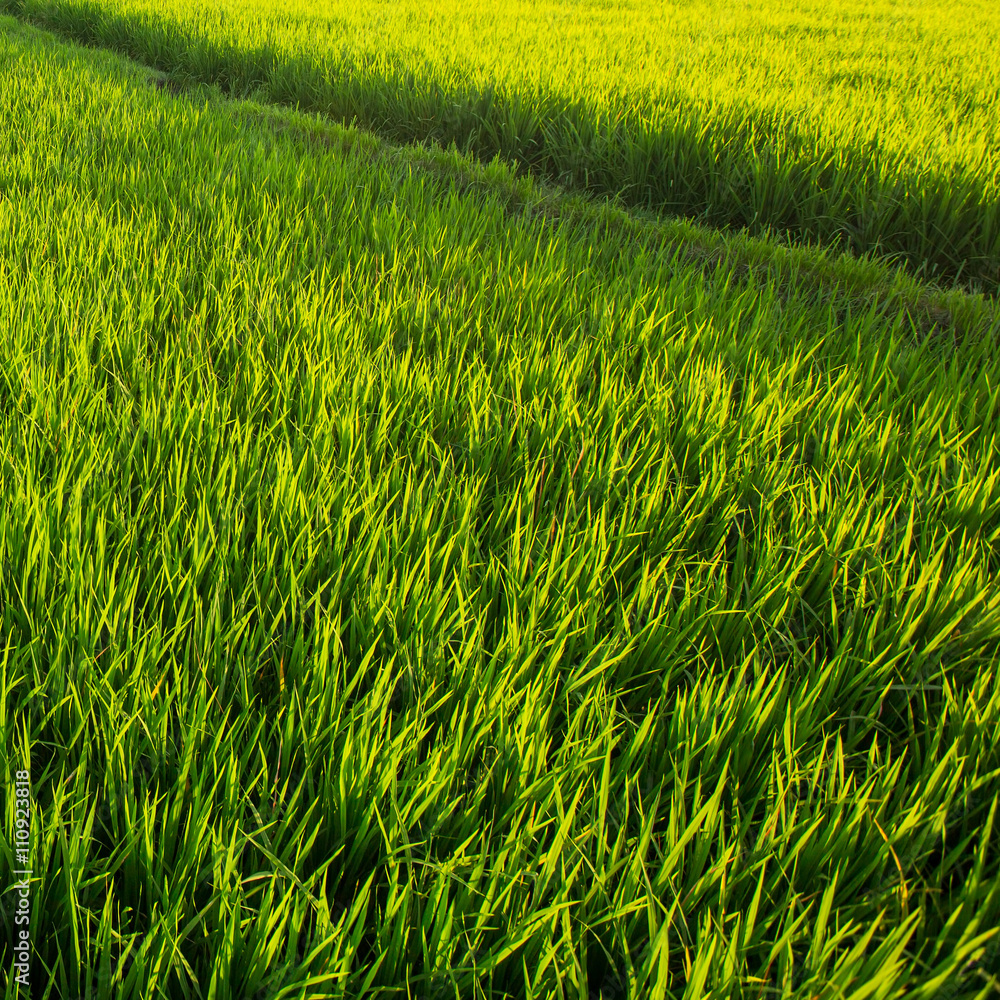 Green rice field, close-up.