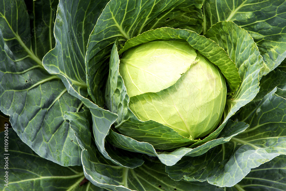 Cabbage detail Cabbage detail
