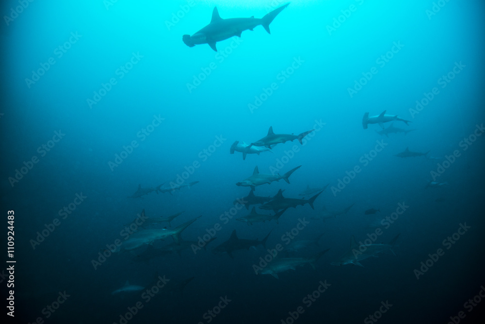 Schooling hammerheads (Sphyrna lewini) at Schooling hammerheads (Sphyrna lewini) at
