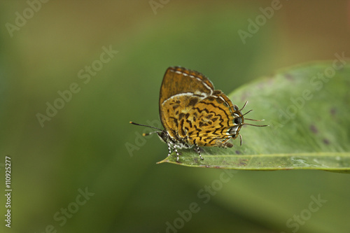  Monkey puzzle butterfly (Rathinda amor), Kerala, India photo