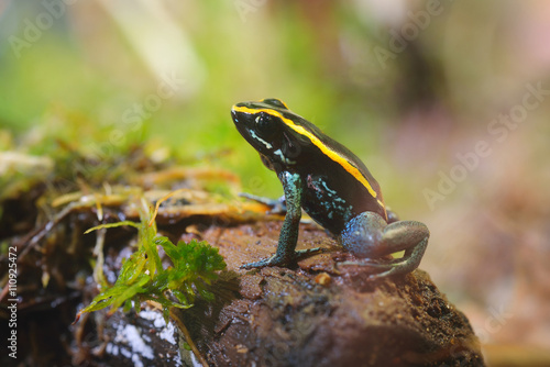 Golfodulcean Poison Dart Frog (Phyllobates vitatus) in a natural rainforest environment. Colourful striped tropical frog. photo